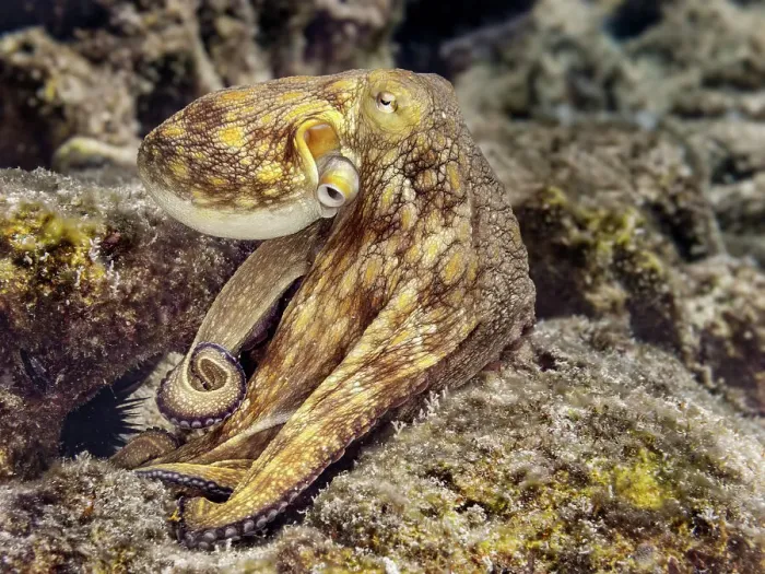 Framed Print : Common Octopus (Octopus vulgaris), Grand Cayman, Cayman Islands, British West Indies Framed Print : Common Octopus (Octopus vulgaris), Grand Cayman, Cayman Islands, British West Indies
