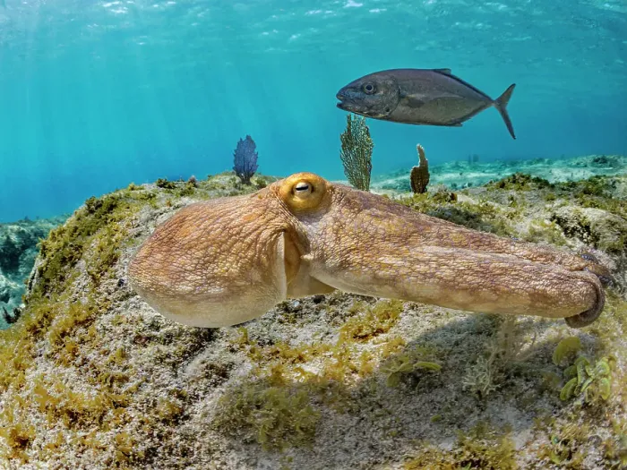 Framed Print : Common Octopus (Octopus vulgaris), Grand Cayman, Cayman Islands, British West Indies Framed Print : Common Octopus (Octopus vulgaris), Grand Cayman, Cayman Islands, British West Indies