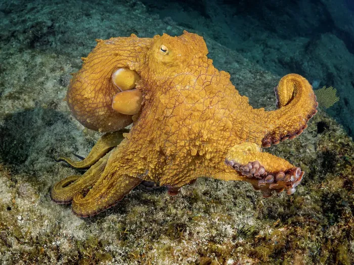 Framed Print : Common Octopus (Octopus vulgaris), Grand Cayman, Cayman Islands, British West Indies Framed Print : Common Octopus (Octopus vulgaris), Grand Cayman, Cayman Islands, British West Indies