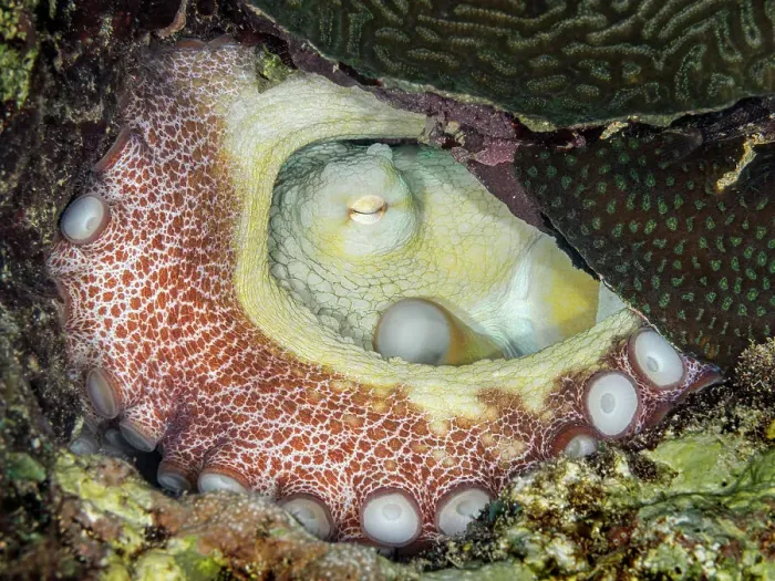 Framed Print : Common Octopus (Octopus vulgaris), Grand Cayman, Cayman Islands, British West Indies Framed Print : Common Octopus (Octopus vulgaris), Grand Cayman, Cayman Islands, British West Indies