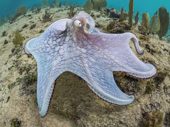 Framed Print : Common Octopus (Octopus vulgaris), Grand Cayman, Cayman Islands, British West Indies Framed Print : Common Octopus (Octopus vulgaris), Grand Cayman, Cayman Islands, British West Indies