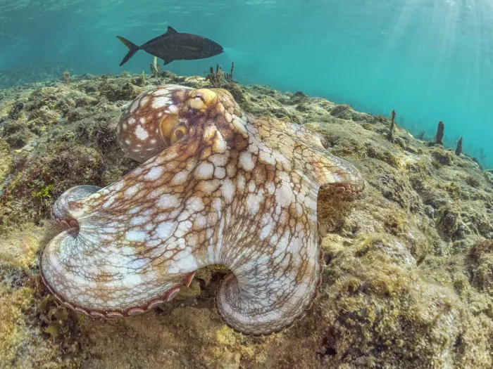 Framed Print : Common Octopus (Octopus vulgaris), Grand Cayman, Cayman Islands, British West Indies Framed Print : Common Octopus (Octopus vulgaris), Grand Cayman, Cayman Islands, British West Indies