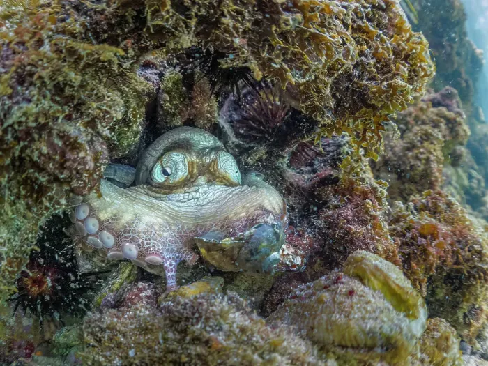 Framed Print : Common Octopus (Octopus vulgaris), Grand Cayman, Cayman Islands, British West Indies Framed Print : Common Octopus (Octopus vulgaris), Grand Cayman, Cayman Islands, British West Indies
