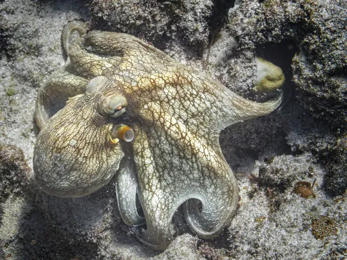 Framed Print : Common Octopus (Octopus vulgaris), Grand Cayman, Cayman Islands, British West Indies Framed Print : Common Octopus (Octopus vulgaris), Grand Cayman, Cayman Islands, British West Indies