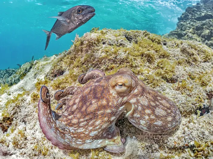 Framed Print : Common Octopus (Octopus vulgaris), Grand Cayman, Cayman Islands, British West Indies