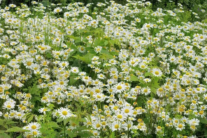 Framed Print : common or oxeye daisy (Leucanthemum vulgare or Chrysanthemum leucanthemum) flowers Grand Manan Island, New Brunswick, Canada Framed Print : common or oxeye daisy (Leucanthemum vulgare or Chrysanthemum leucanthemum) flowers Grand Manan Island, New Brunswick, Canada