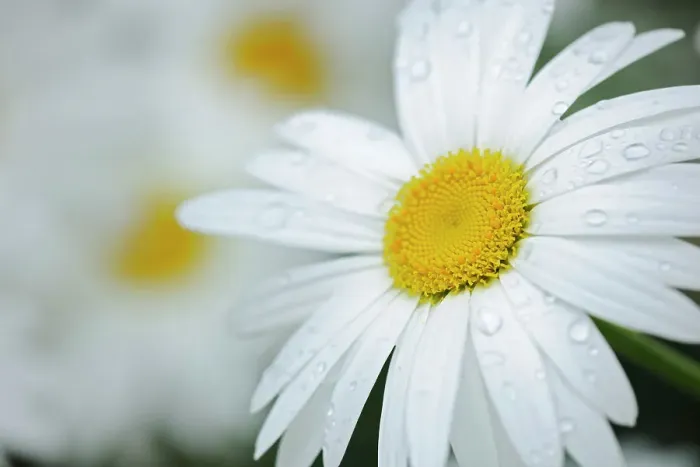Framed Print : common or oxeye daisy (Leucanthemum vulgare or Chrysanthemum leucanthemum) flowers St. Jacques New Brunswick Canada Framed Print : common or oxeye daisy (Leucanthemum vulgare or Chrysanthemum leucanthemum) flowers St. Jacques New Brunswick Canada