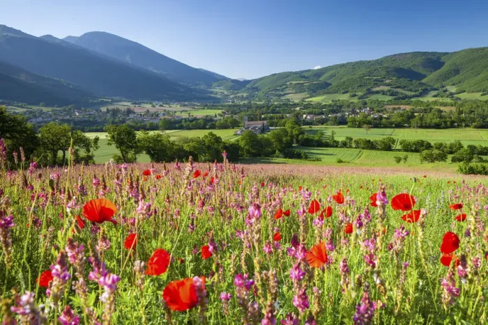 Framed Print : Common poppies and wild flowers in farmland in the Valnerina near Campi Framed Print : Common poppies and wild flowers in farmland in the Valnerina near Campi