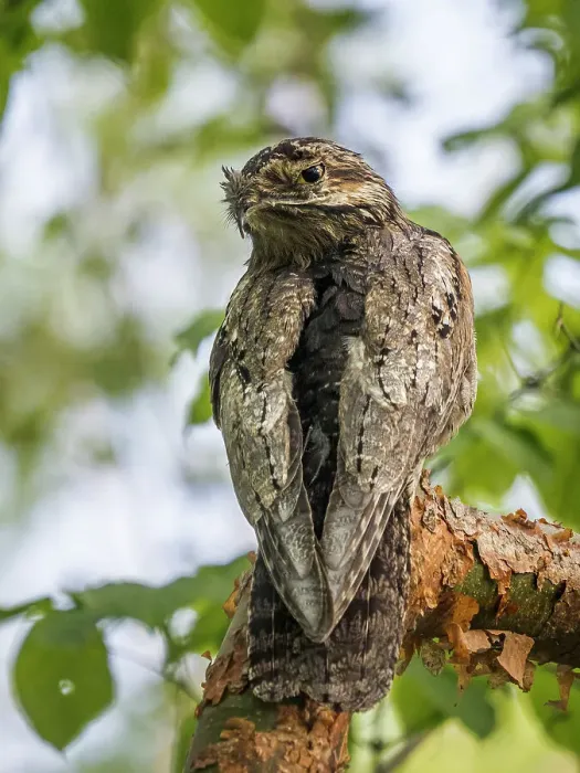 Framed Print : Common Potoo (Nyctibius griseus), Orotina, Costa Rica