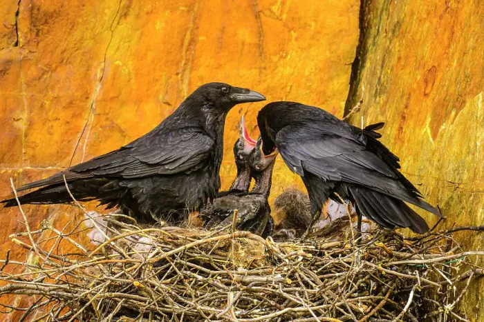 Framed Print : Common raven (Corvus corax) Adults and stick nest with hatchlings, Greater Sudbury, Ontario, Canada Framed Print : Common raven (Corvus corax) Adults and stick nest with hatchlings, Greater Sudbury, Ontario, Canada