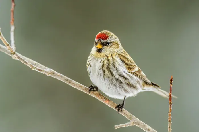 Framed Print : Common Redpoll (Acanthis flammea) female winter migrant, Greater Sudbury, Ontario, Canada Framed Print : Common Redpoll (Acanthis flammea) female winter migrant, Greater Sudbury, Ontario, Canada