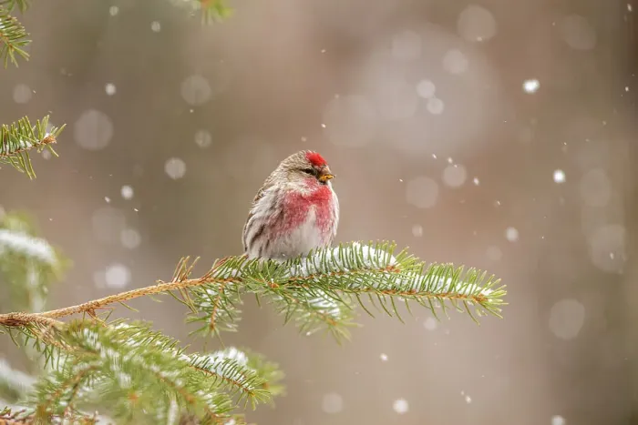 Framed Print : Common Redpoll (Acanthis flammea) Male, Greater Sudbury, Ontario, Canada Framed Print : Common Redpoll (Acanthis flammea) Male, Greater Sudbury, Ontario, Canada