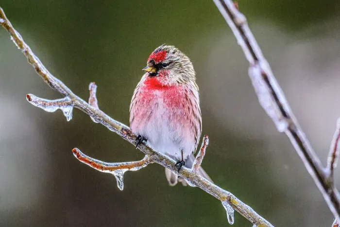 Framed Print : Common Redpoll (Acanthis flammea) Male perched on icy branch during freezing rain event, Greater Sudbury, Ontario, Canada Framed Print : Common Redpoll (Acanthis flammea) Male perched on icy branch during freezing rain event, Greater Sudbury, Ontario, Canada