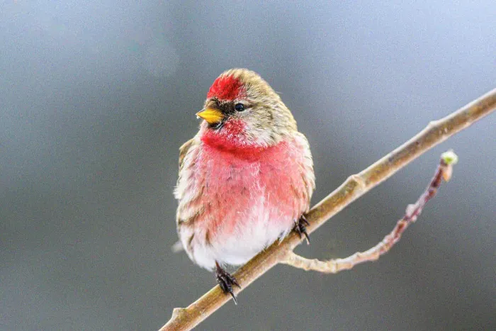 Framed Print : Common Redpoll (Acanthis flammea) male winter migrant, Greater Sudbury, Ontario, Canada Framed Print : Common Redpoll (Acanthis flammea) male winter migrant, Greater Sudbury, Ontario, Canada