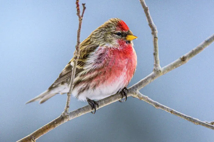 Framed Print : Common Redpoll (Acanthis flammea) male winter migrant, Greater Sudbury, Ontario, Canada Framed Print : Common Redpoll (Acanthis flammea) male winter migrant, Greater Sudbury, Ontario, Canada