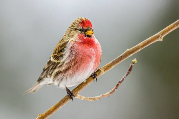 Framed Print : Common Redpoll (Acanthis flammea) male winter migrant, Greater Sudbury, Ontario, Canada Framed Print : Common Redpoll (Acanthis flammea) male winter migrant, Greater Sudbury, Ontario, Canada