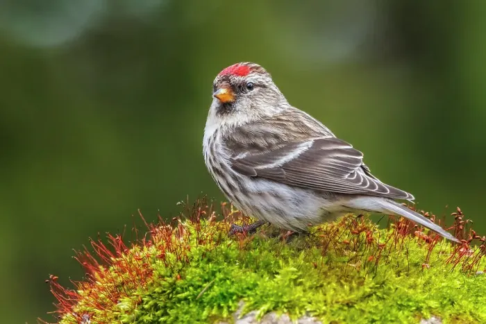 Framed Print : Common Redpoll (Acanthis flammea), Ontario, Canada Framed Print : Common Redpoll (Acanthis flammea), Ontario, Canada