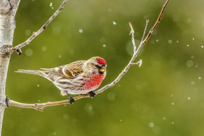 Framed Print : Common Redpoll (Acanthis flammea) Winter migrant from boreal forest, Greater Sudbury, Ontario, Canada Framed Print : Common Redpoll (Acanthis flammea) Winter migrant from boreal forest, Greater Sudbury, Ontario, Canada