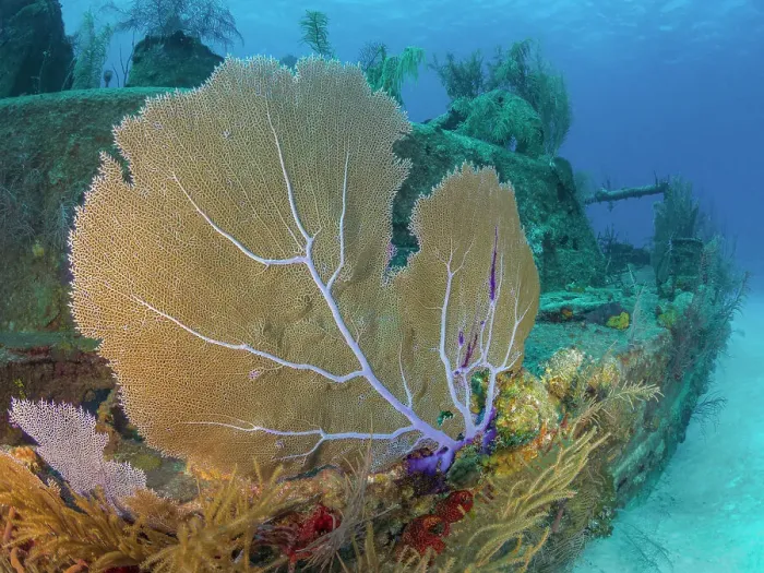 Framed Print : Common Sea Fan (Gorgonia ventalina) at the Doc Poulson Wreck on Grand Cayman, Cayman Islands, Biritsh West Indies Framed Print : Common Sea Fan (Gorgonia ventalina) at the Doc Poulson Wreck on Grand Cayman, Cayman Islands, Biritsh West Indies