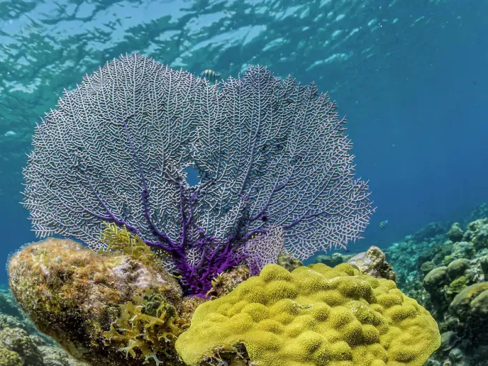 Framed Print : Common Sea Fan (Gorgonia ventalina) on shallow ocean reef, Grand Cayman, Cayman Islands, British West Indies Framed Print : Common Sea Fan (Gorgonia ventalina) on shallow ocean reef, Grand Cayman, Cayman Islands, British West Indies