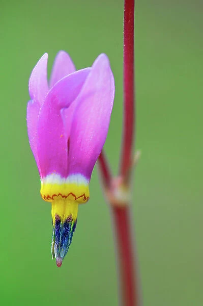 Common Shooting star (Dodecatheon meadia) in Sinclair Canyon, Kootenay National Park, British Columbia, Canada