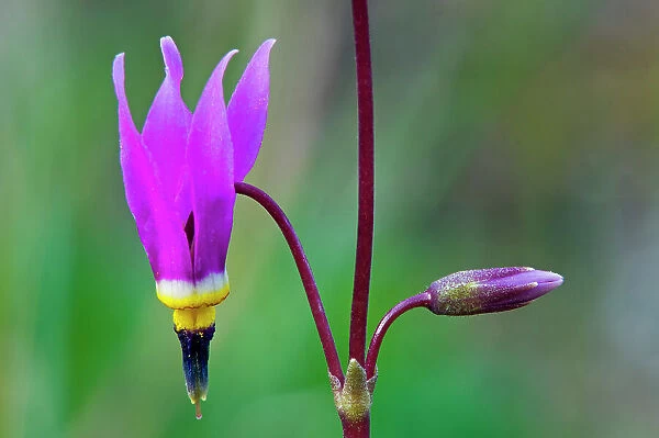 Common Shooting star (Dodecatheon meadia) in Sinclair Canyon Kootenay National Park British Columbia Canada