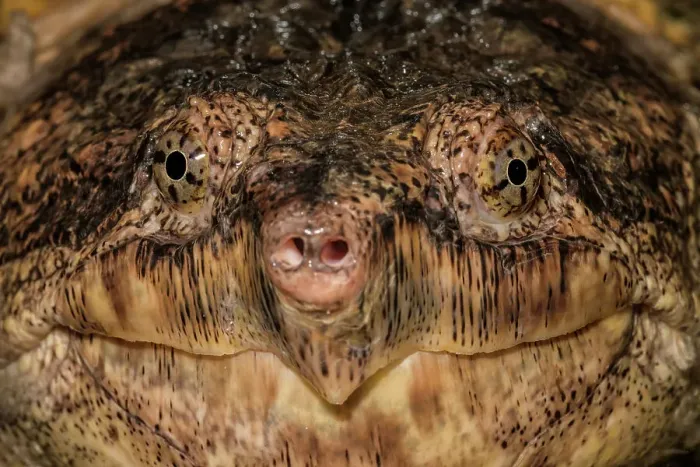 Framed Print : Common Snapping Turtle (Chelydra serpentina), Ontario, Canada Framed Print : Common Snapping Turtle (Chelydra serpentina), Ontario, Canada