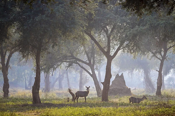 Common waterbucks in grove of Acacia trees on floodplain beside the Lower Zambezi River, Lower Zambezi National Park, Zambia