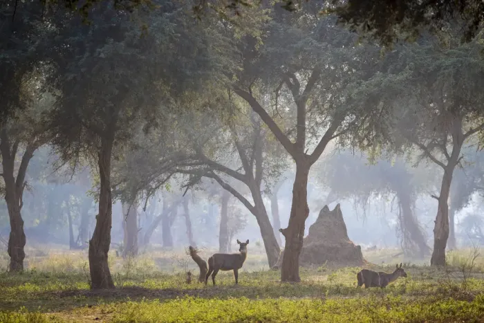 Framed Print : Common waterbucks in grove of Acacia trees on floodplain beside the Lower Zambezi River, Lower Zambezi National Park, Zambia Framed Print : Common waterbucks in grove of Acacia trees on floodplain beside the Lower Zambezi River, Lower Zambezi National Park, Zambia