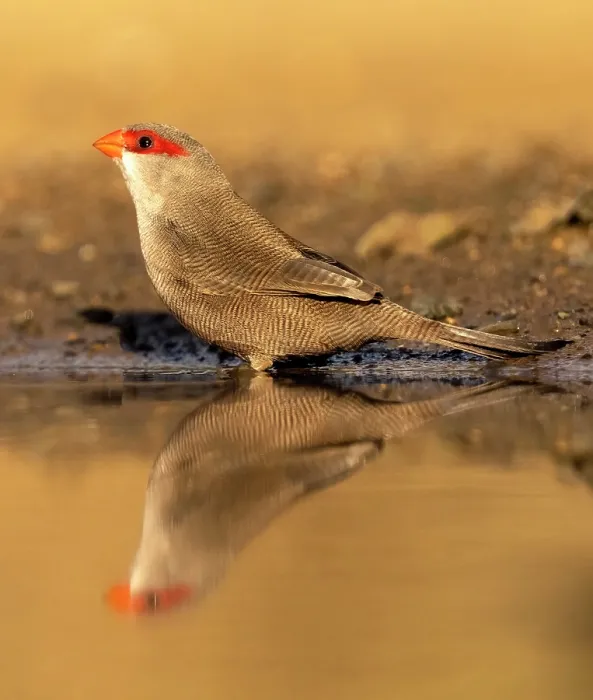 Framed Print : Common waxbill, Zimanga Private Game Reserve, KwaZulu Natal, South Africa Framed Print : Common waxbill, Zimanga Private Game Reserve, KwaZulu Natal, South Africa