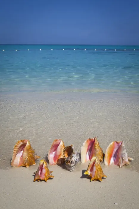 Framed Print : Conch Shells, Cornwall Beach, Montego Bay, Jamaica, Caribbean Framed Print : Conch Shells, Cornwall Beach, Montego Bay, Jamaica, Caribbean
