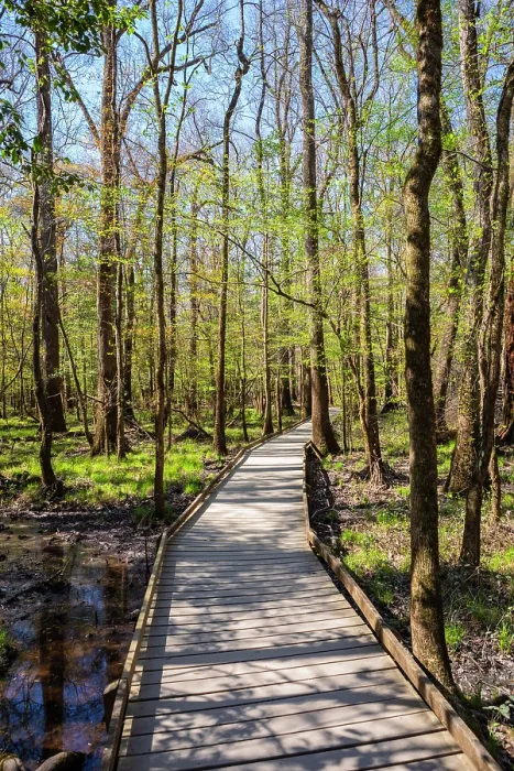Framed Print : Congaree National Park, South Carolina, USA, North America
