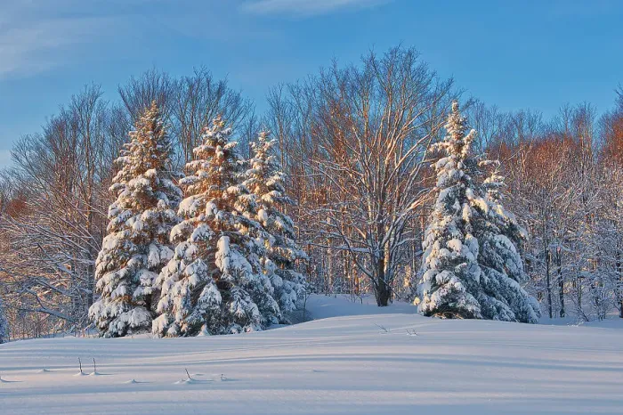 Framed Print : Coniferous (evergreen) trees on Brackenridge Road covered in snow. Bracebridge, Ontario, Canada Framed Print : Coniferous (evergreen) trees on Brackenridge Road covered in snow. Bracebridge, Ontario, Canada