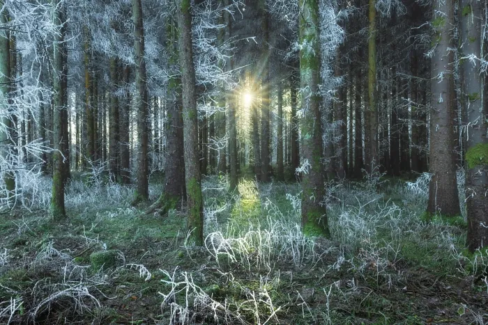Framed Print : Coniferous forest coated in hoar frost alongside Bannock Burn near Striling, Stirlingshire, Scotland, UK, December 2024 Framed Print : Coniferous forest coated in hoar frost alongside Bannock Burn near Striling, Stirlingshire, Scotland, UK, December 2024