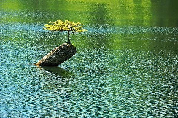 Coniferous sapling on nurse log in Fairy Lake, Near Port Renfrew, British Columbia, Canada