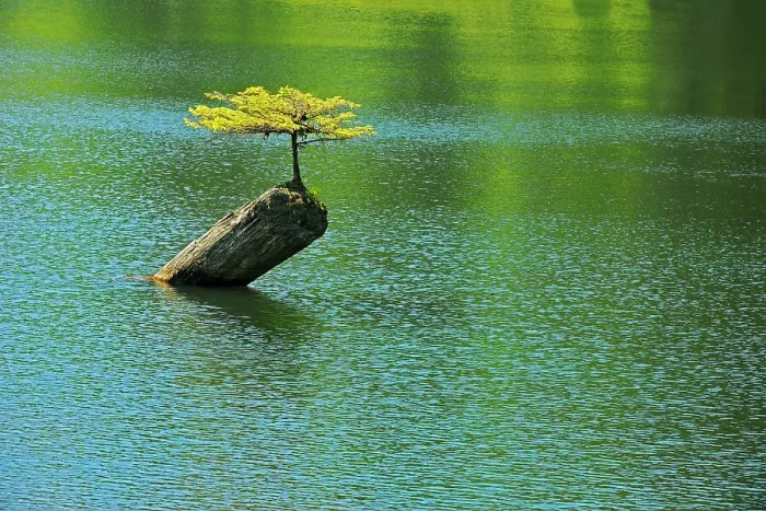 Framed Print : Coniferous sapling on nurse log in Fairy Lake, Near Port Renfrew, British Columbia, Canada Framed Print : Coniferous sapling on nurse log in Fairy Lake, Near Port Renfrew, British Columbia, Canada