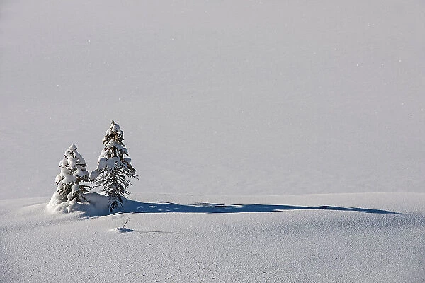 Coniferous tree saplings in snow, Kootenay National Park, British Columbia, Canada