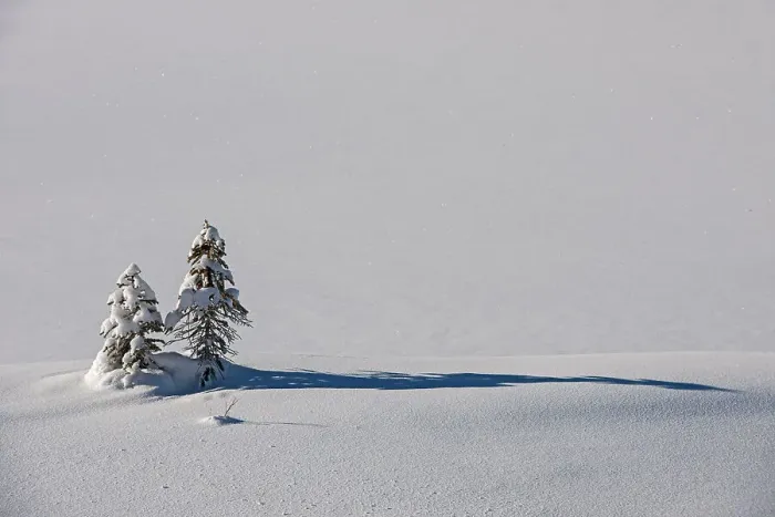 Framed Print : Coniferous tree saplings in snow, Kootenay National Park, British Columbia, Canada Framed Print : Coniferous tree saplings in snow, Kootenay National Park, British Columbia, Canada
