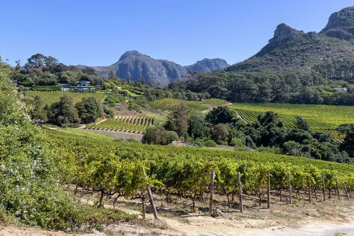 Framed Print : Constantia Wine estate, Cape Town, Western Cape, South Africa Framed Print : Constantia Wine estate, Cape Town, Western Cape, South Africa