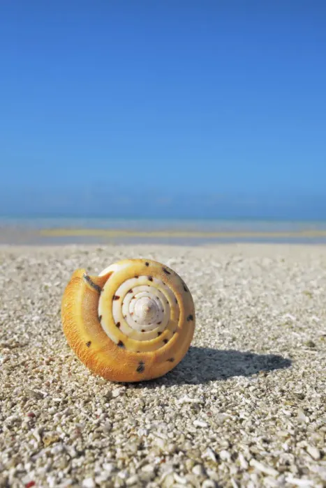 Framed Print : Conus snail - Maldives, South Male Atoll, Mahaanaelhihuraa - Rihiveli