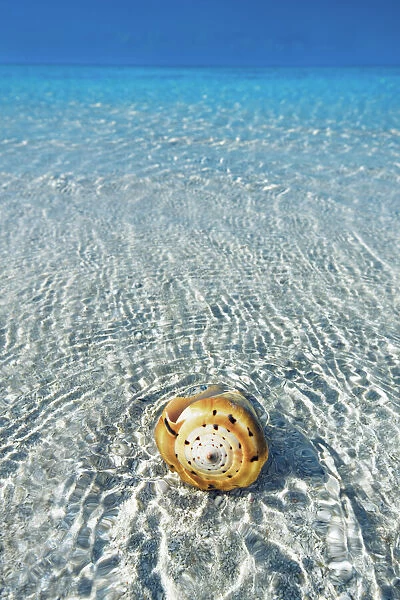 Conus snail in tropical lagoon - Maldives, South Male Atoll, Mahaanaelhihuraa - Rihiveli