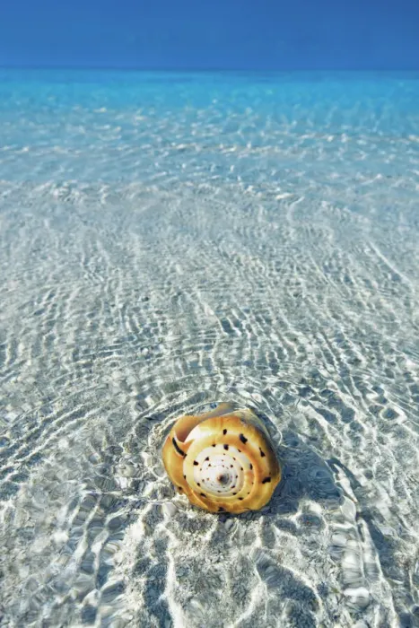 Framed Print : Conus snail in tropical lagoon - Maldives, South Male Atoll, Mahaanaelhihuraa - Rihiveli Framed Print : Conus snail in tropical lagoon - Maldives, South Male Atoll, Mahaanaelhihuraa - Rihiveli