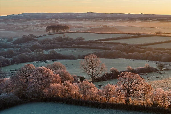Cookworthy Knapp (Nearly Home Trees) at sunrise on a frosty winter morning, Lifton, Devon, England. Winter (December) 2023