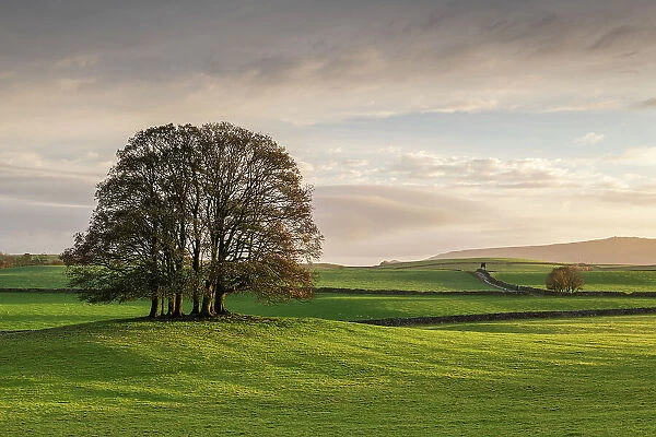 Copse of trees in a green field, Airton, Yorkshire Dales National Park, North Yorkshire, England. Autumn (November) 2022