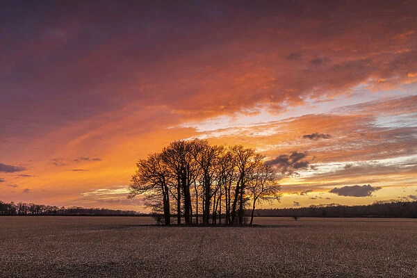 Copse of Trees at Sunset, Ketteringham, Norfolk, England