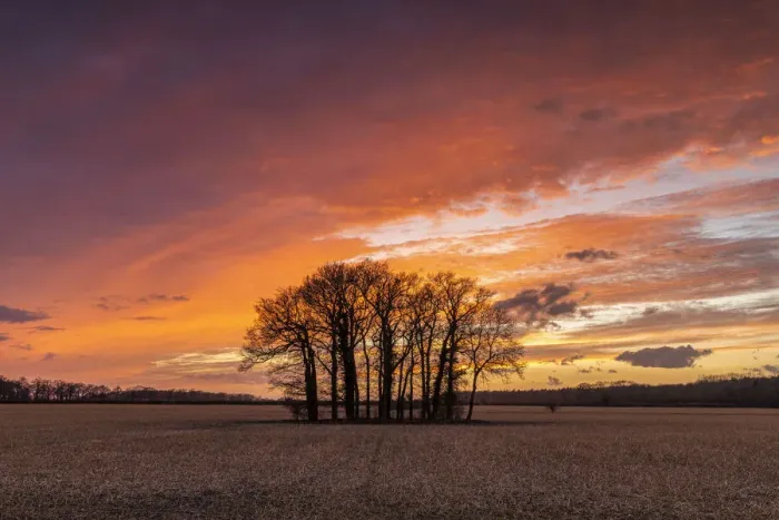 Framed Print : Copse of Trees at Sunset, Ketteringham, Norfolk, England
