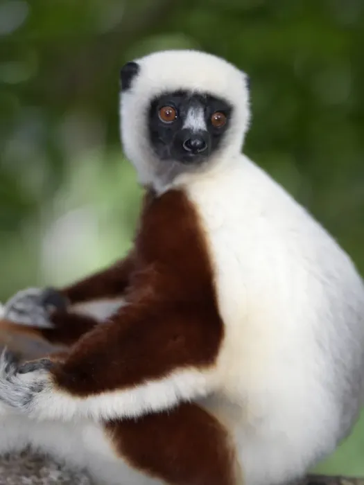 Framed Print : A Coquerels sifaka Framed Print : A Coquerels sifaka