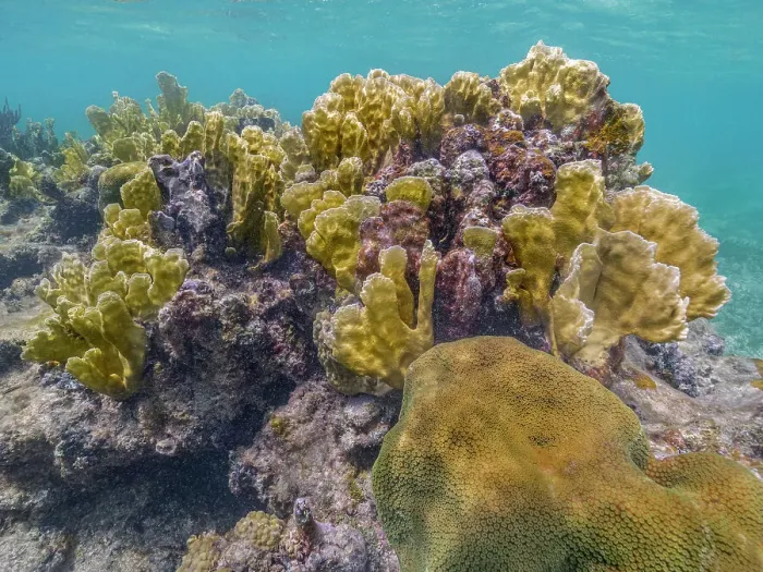 Framed Print : Coral Reef with Blade Fire Coral (Millepora complanata) at Barefoot Beach, Grand Cayman, Cayman Islands, British West Indies