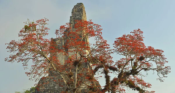 Coral tree in bloom at the Maya Archaeologial Site Tikal, Tikal National Park, Peten