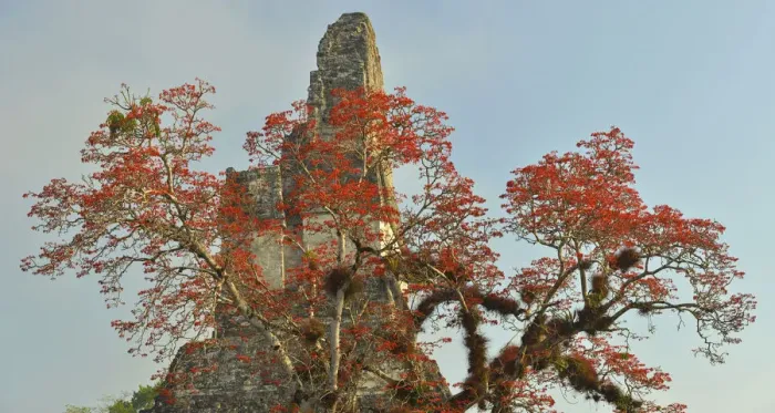 Framed Print : Coral tree in bloom at the Maya Archaeologial Site Tikal, Tikal National Park, Peten